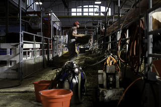 Cows are just one of the 10,000 animals that make an appearance at the fair every year. 